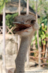 An ostrich