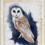 A barn owl