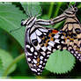 Butterfly love