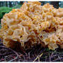 Sponge mushroom