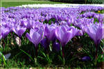 Springtime by inbalance