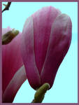 magnolia by inbalance