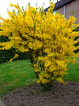 Yellow Beauty by inbalance