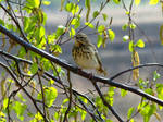 Sing me a song by inbalance