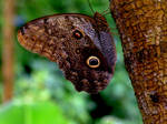 Madam Butterfly by inbalance