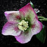 Christmas Rose