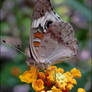 Junonia coenia