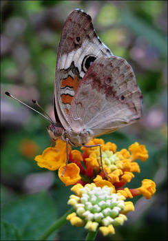 Junonia coenia