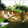 Anartia jatrophae II