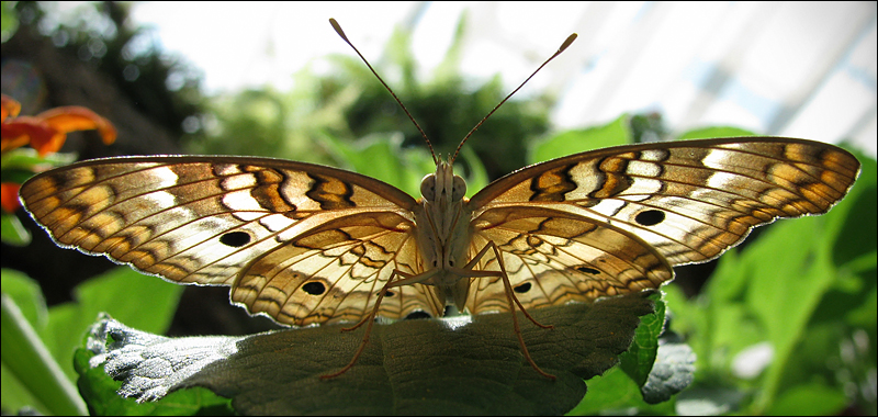 Anartia jatrophae II