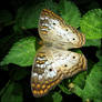 Anartia jatrophae