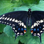 Black Swallowtail