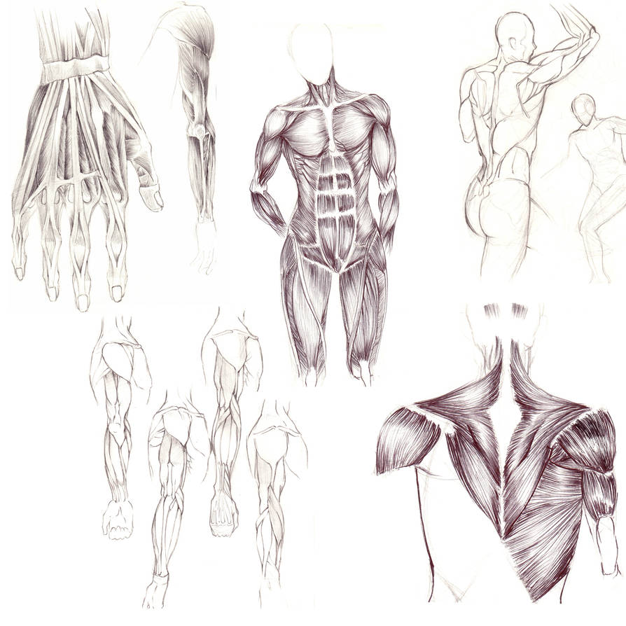 Dynamic Muscle Pencil Muscle practice by HiinKki on DeviantArt
