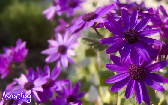 purple flowers