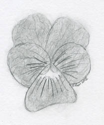 Pansy