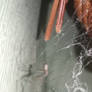 spider wanna eat