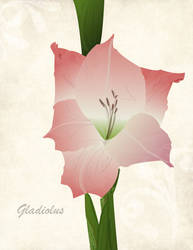 Gladiolus