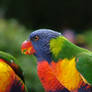 Rainbow Lorikeet birds 3