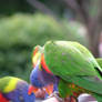 Rainbow Lorikeet birds 4