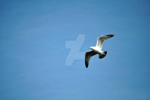 Seagull