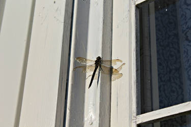 Dragonfly relaxes in the last warm days