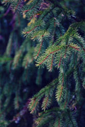 A Fir