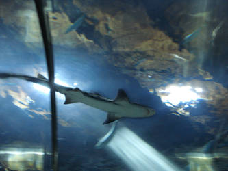 Leopard shark 2