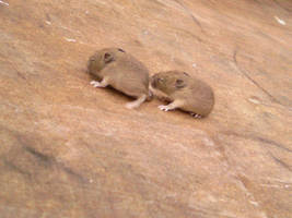 Baby mice