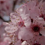 Oregon Dogwood Tree