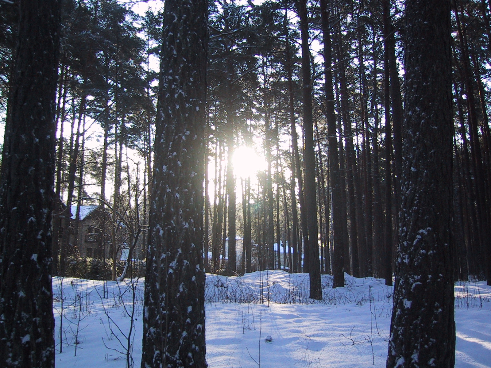 Sun Through The Trees