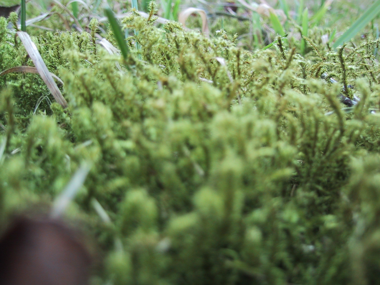 Moss