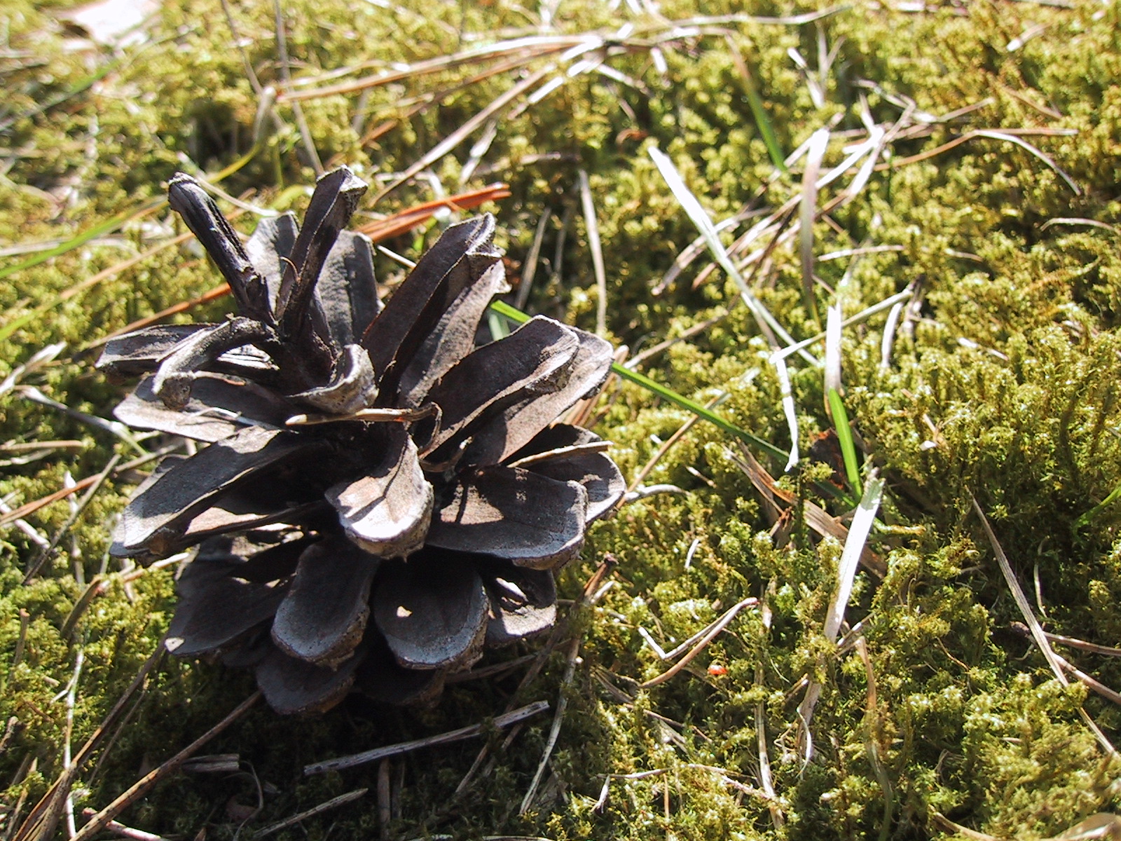 Teh Pine Cone