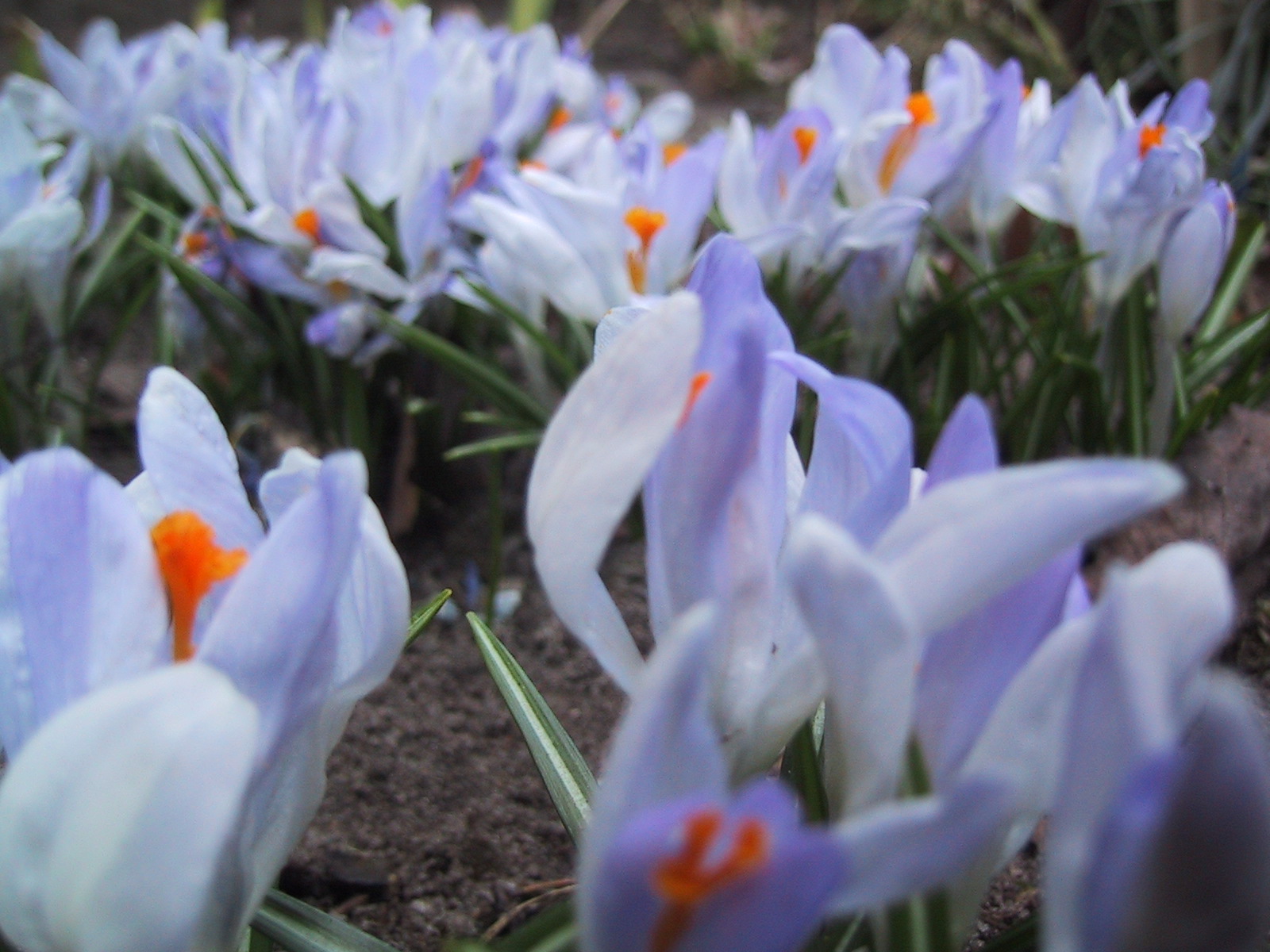 Light Purple Spring Flowers~