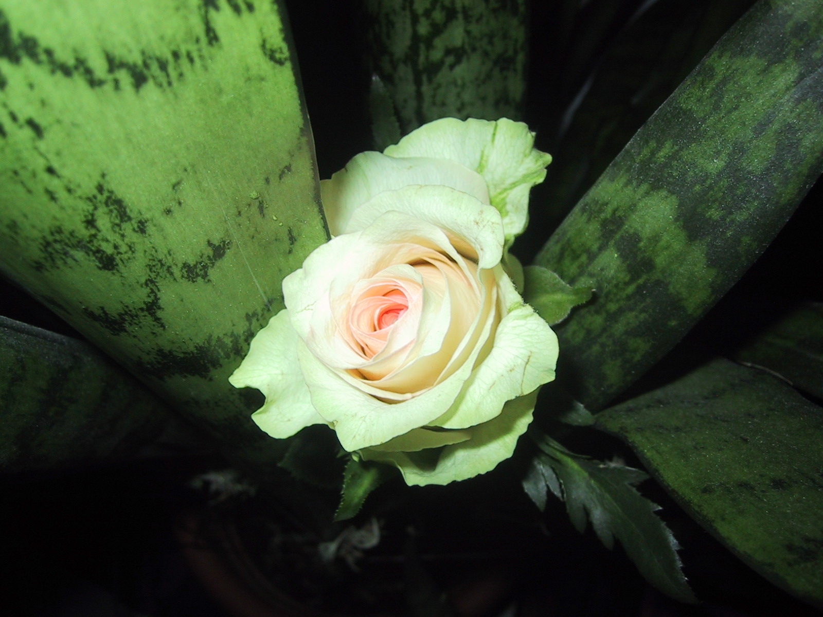 White snake rose 2