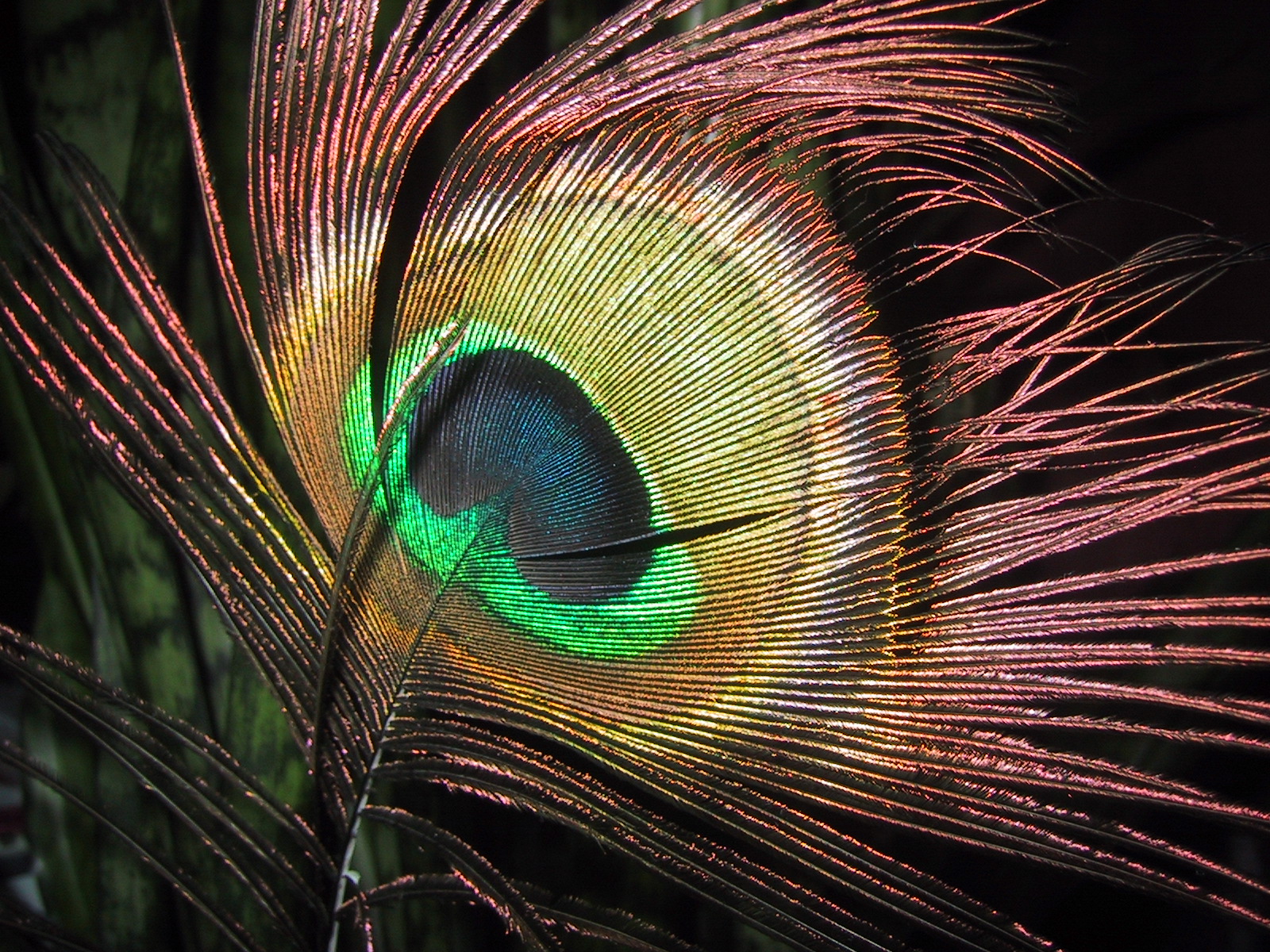 Peacock feather