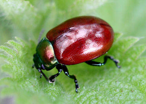 Chrysomelidae - Chrysolina polit