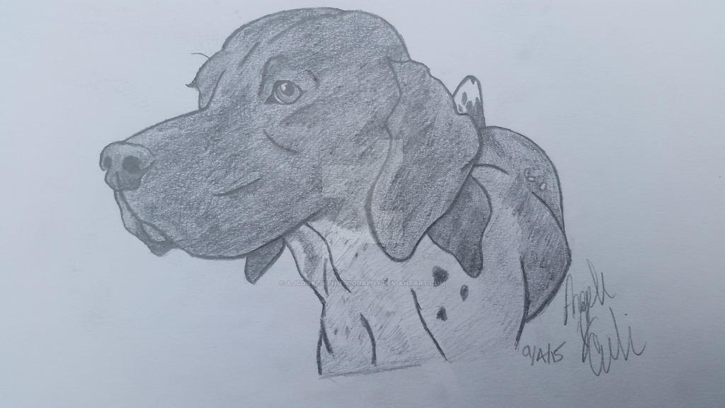 German Shorthaired Pointer Drawing by ajconklinphotography on DeviantArt