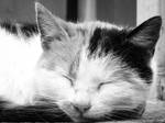 sleepy by Gundhardt