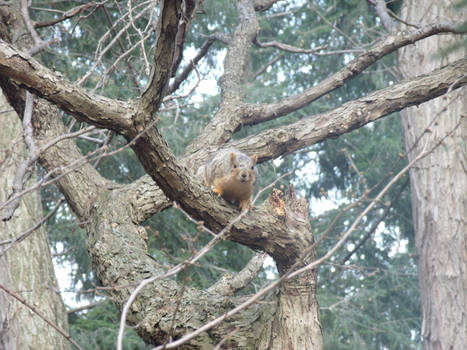 Squirrel watching me