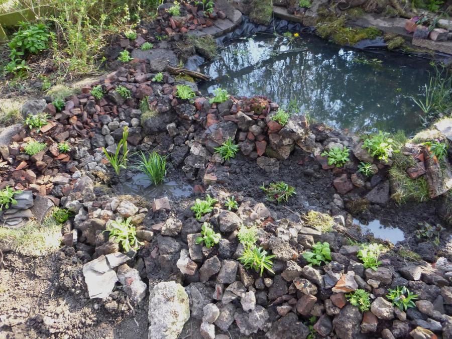 Wildlife Pond, Rockery and Marginal Area- Close Up