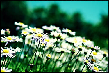 Daisies