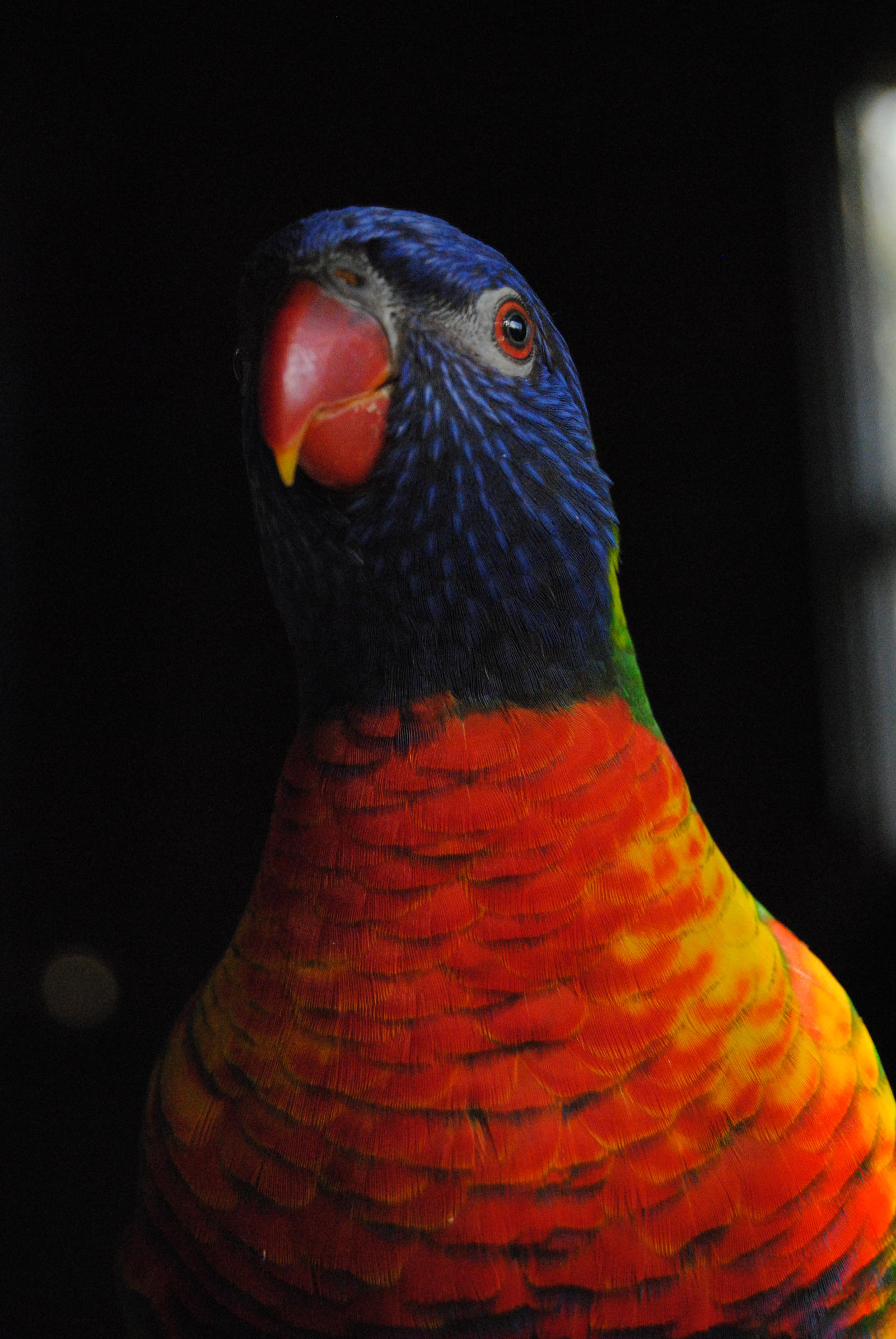 Rainbow Lorikeet