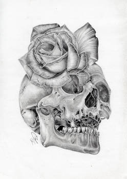 Skull Rose morph graphite pencil drawing