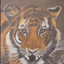 Bengal Tiger