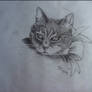 Cat with ribbon