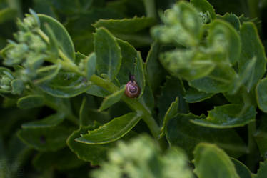 Lonely snail