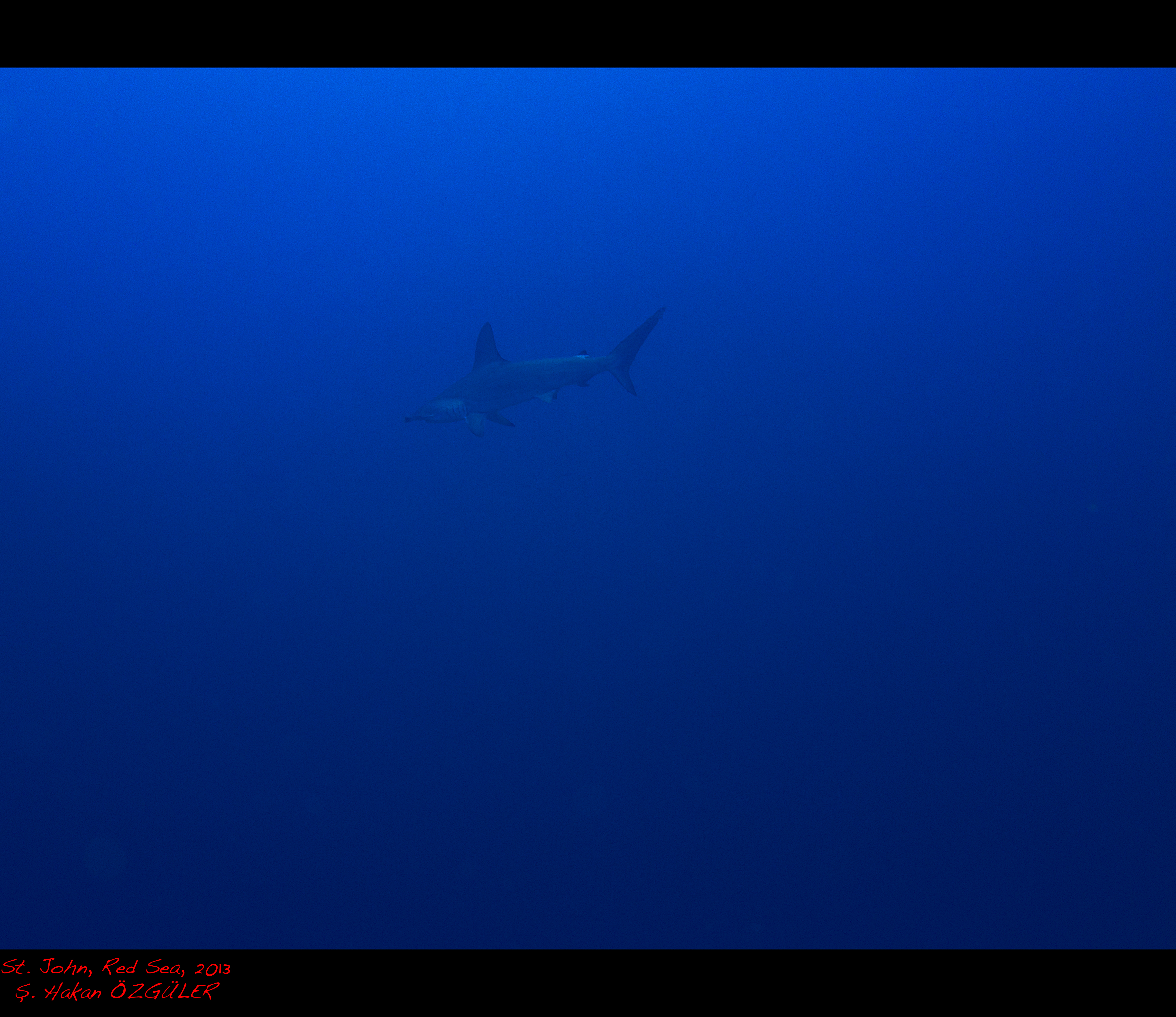 Hammerhead in the blue