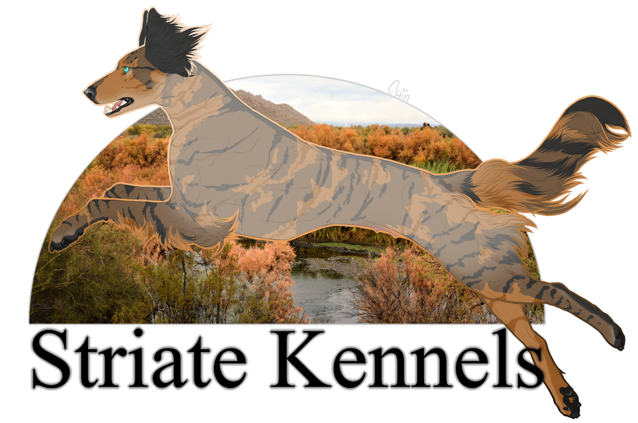Strutae Striate Freak Like Me by striatekennel on DeviantArt