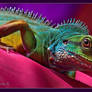 Water Dragon 2