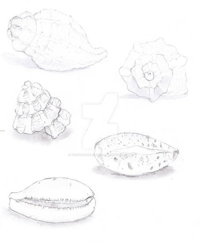 shells by VicsDesignerStudio on DeviantArt